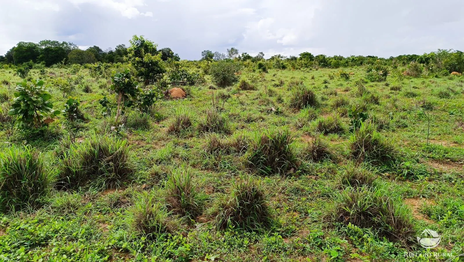 Farm for sale of 1,972 acres in Alvorada, TO, Brazil