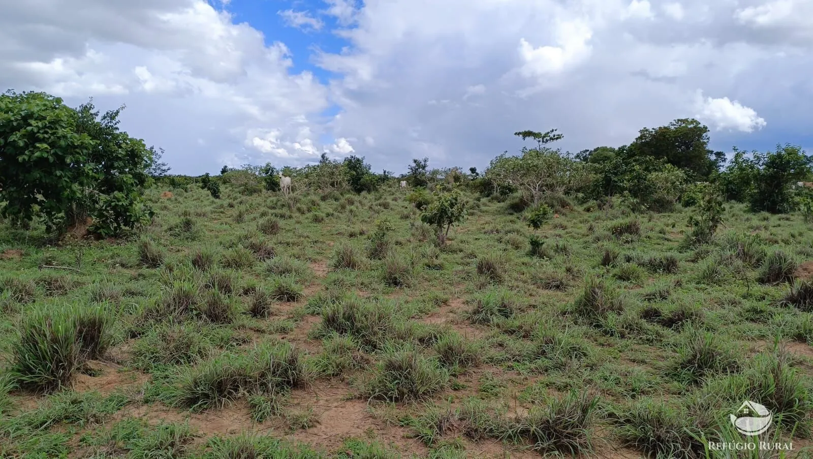 Farm for sale of 1,972 acres in Alvorada, TO, Brazil