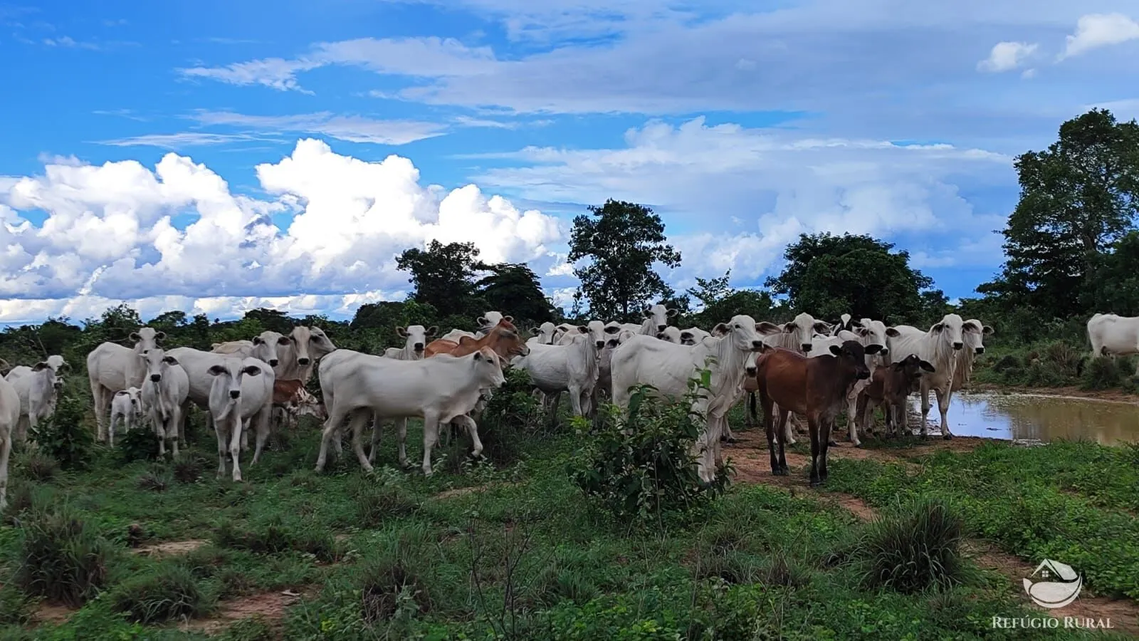 Fazenda à venda de 798 ha em Alvorada, TO, Brasil