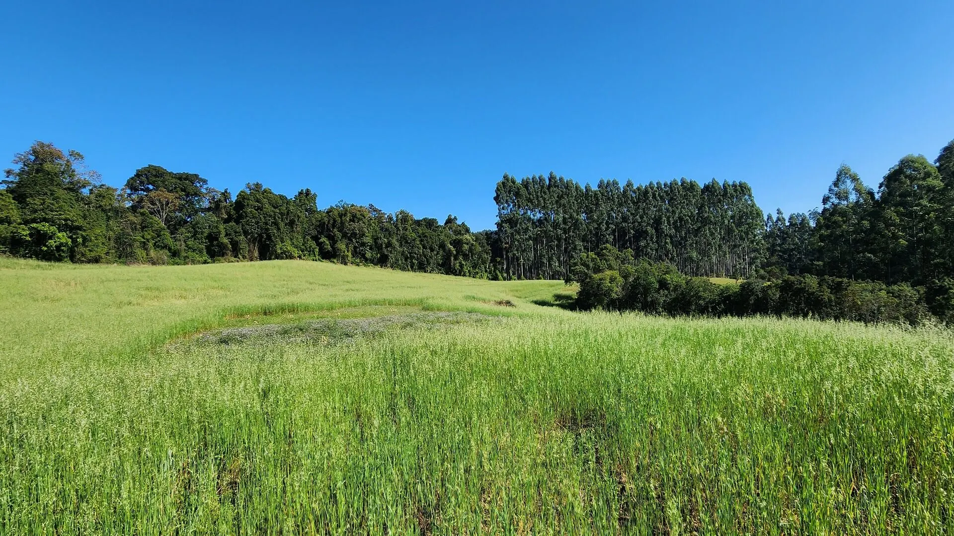 Sítio à venda de 9 ha em Rio do Sul, SC, Brasil
