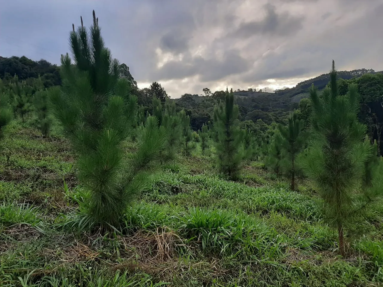 Sítio à venda de 73 ha em Ribeirão Branco, SP, Brasil