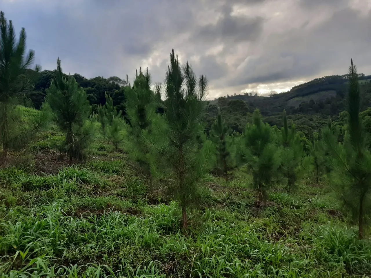 Sítio à venda de 73 ha em Ribeirão Branco, SP, Brasil