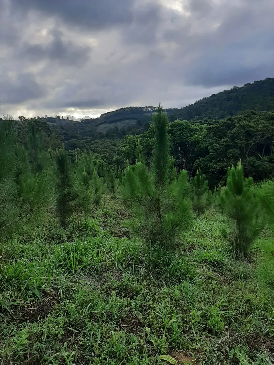 Sítio à venda de 73 ha em Ribeirão Branco, SP, Brasil