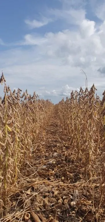 Fazenda à venda de 4.800 ha em Nova Maringá, MT, Brasil