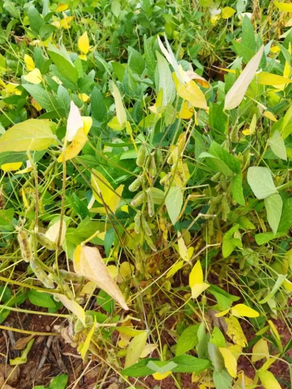 Fazenda à venda de 4.800 ha em Nova Maringá, MT, Brasil