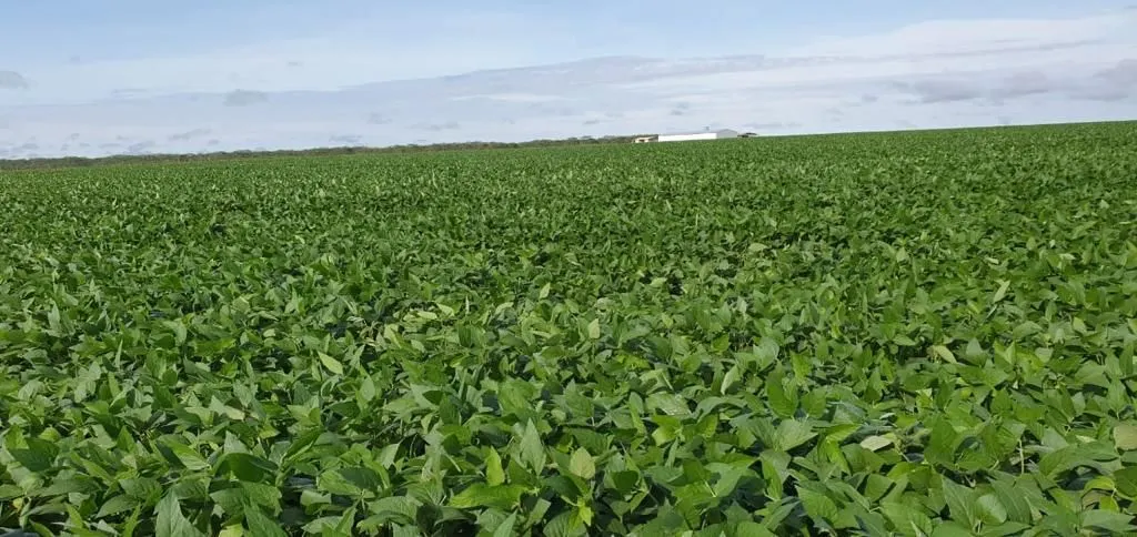 Fazenda à venda de 4.800 ha em Nova Maringá, MT, Brasil