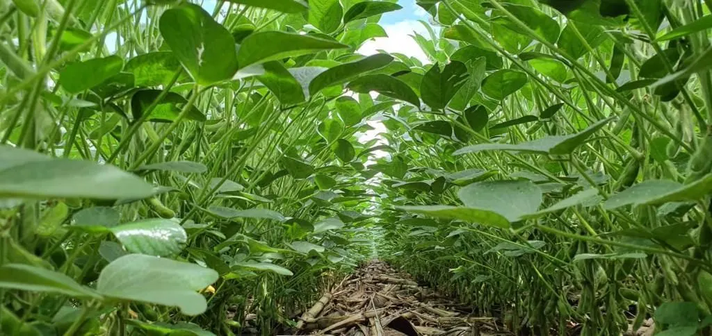 Fazenda à venda de 4.800 ha em Nova Maringá, MT, Brasil