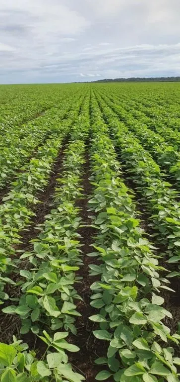 Fazenda à venda de 4.800 ha em Nova Maringá, MT, Brasil