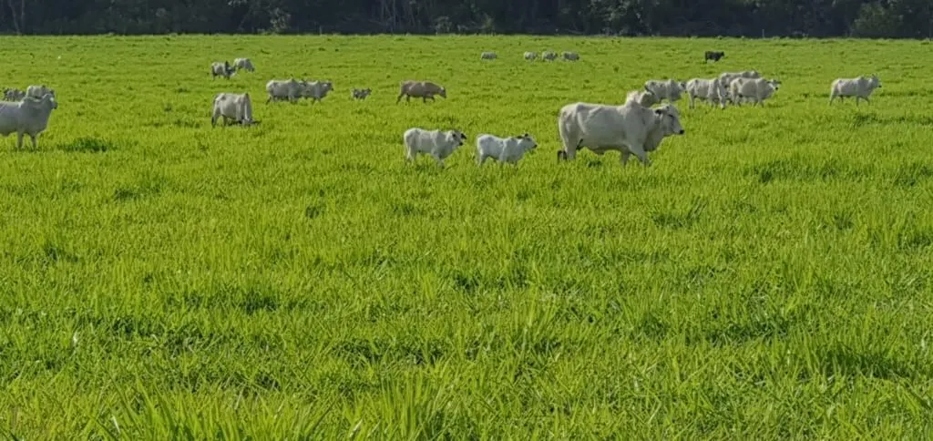 Fazenda à venda de 4.800 ha em Nova Maringá, MT, Brasil