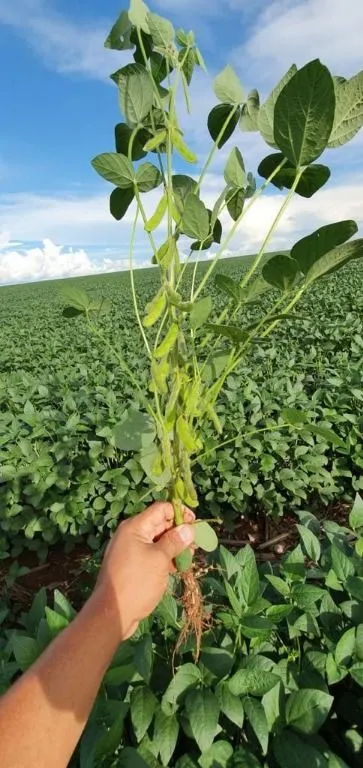 Fazenda à venda de 4.800 ha em Nova Maringá, MT, Brasil