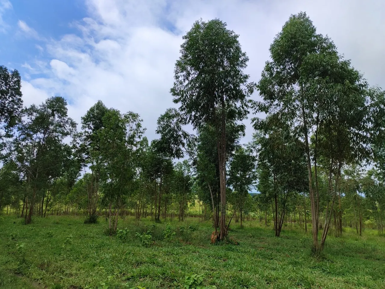 Fazenda à venda de 22 ha em Pereiras, SP, Brasil