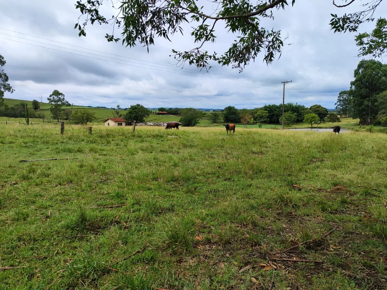 Fazenda à venda de 22 ha em Pereiras, SP, Brasil
