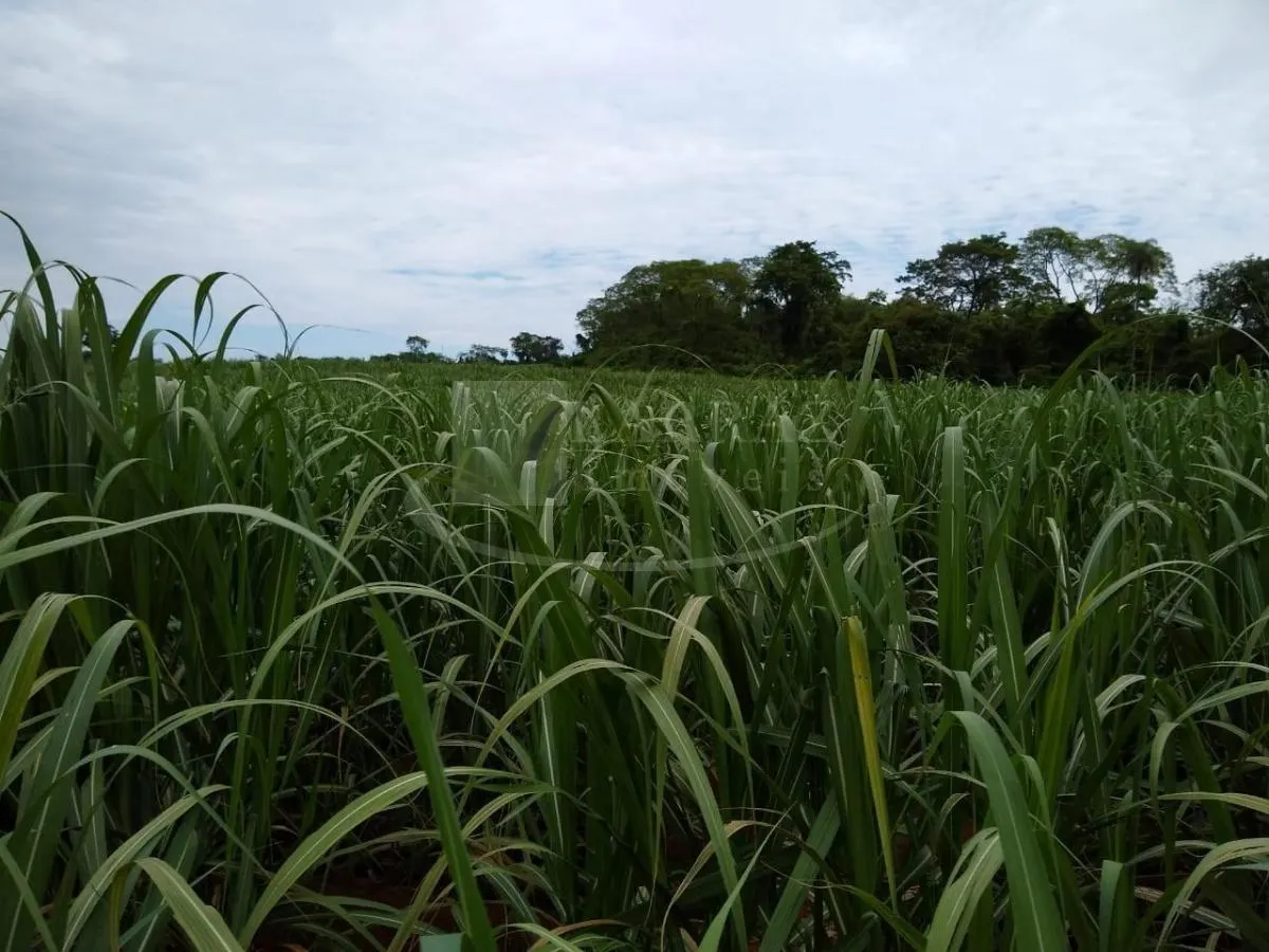 Fazenda à venda de 51 ha em Santa Cruz da Esperança, SP, Brasil