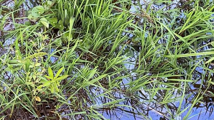 Chácara à venda de 2 ha em Santo Antônio da Patrulha, RS, Brasil