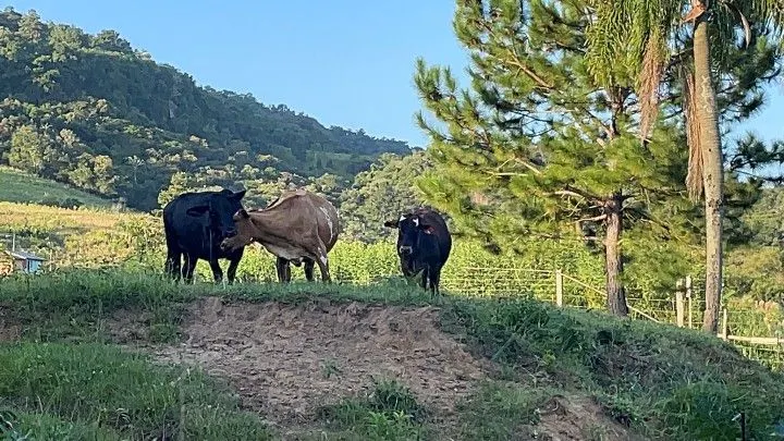 Chácara à venda de 2 ha em Santo Antônio da Patrulha, RS, Brasil