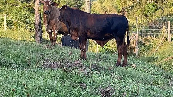 Chácara à venda de 2 ha em Santo Antônio da Patrulha, RS, Brasil