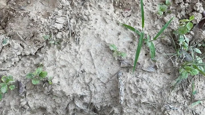 Chácara à venda de 2 ha em Santo Antônio da Patrulha, RS, Brasil