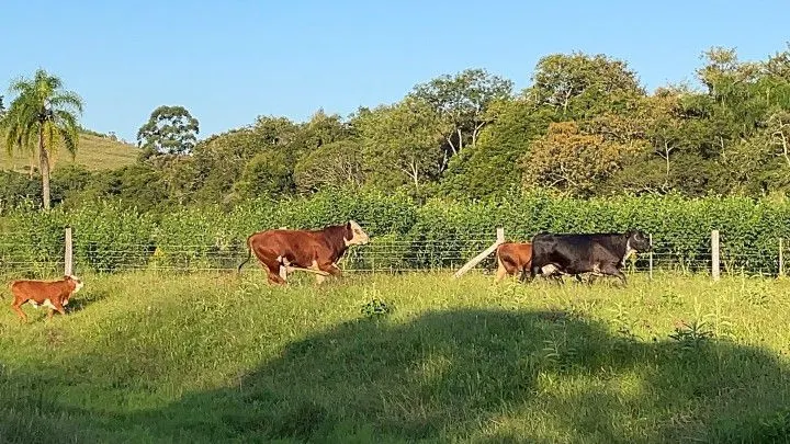 Chácara à venda de 2 ha em Santo Antônio da Patrulha, RS, Brasil