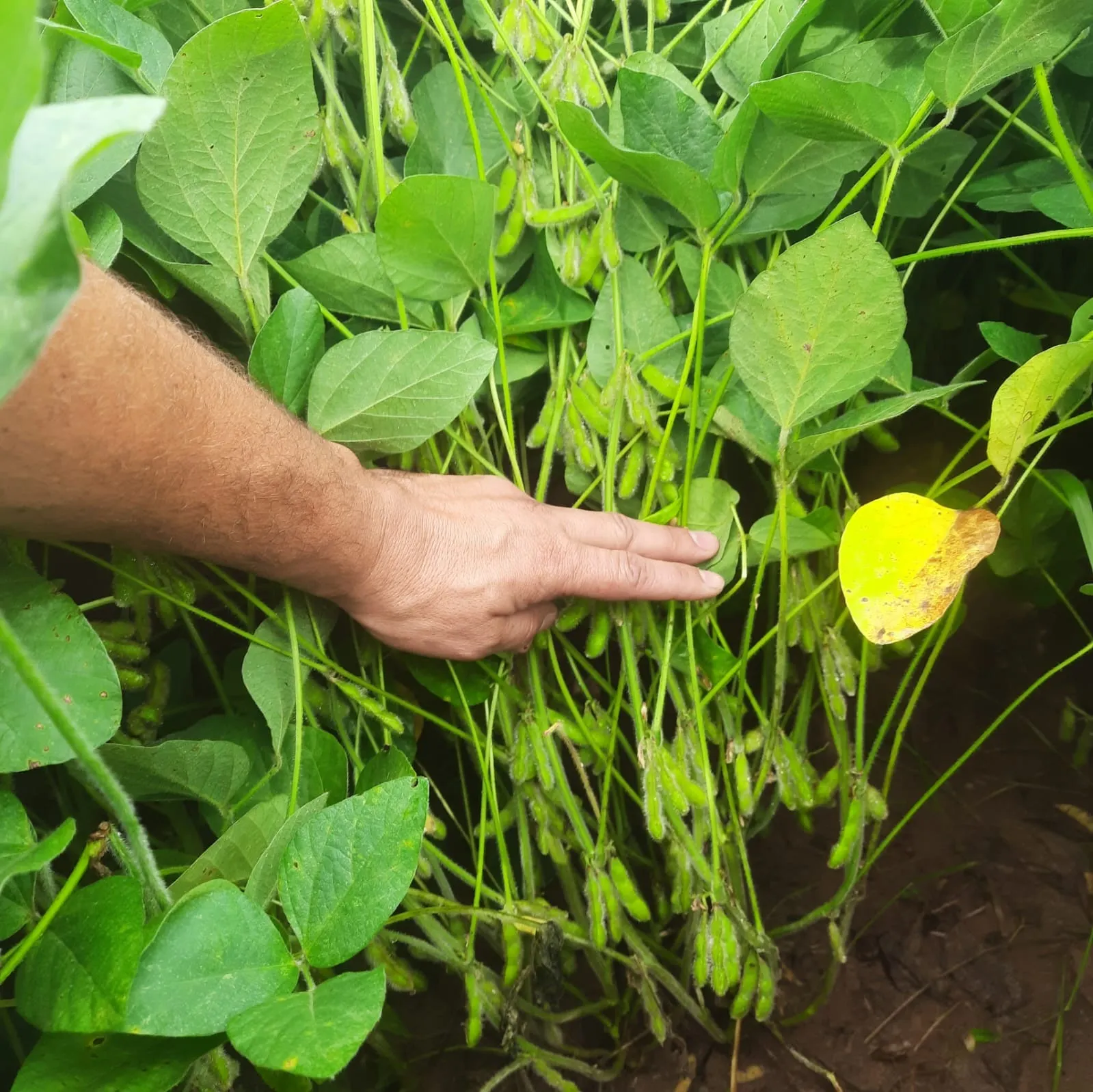 Farm for sale of 371 acres in Angatuba, SP, Brazil