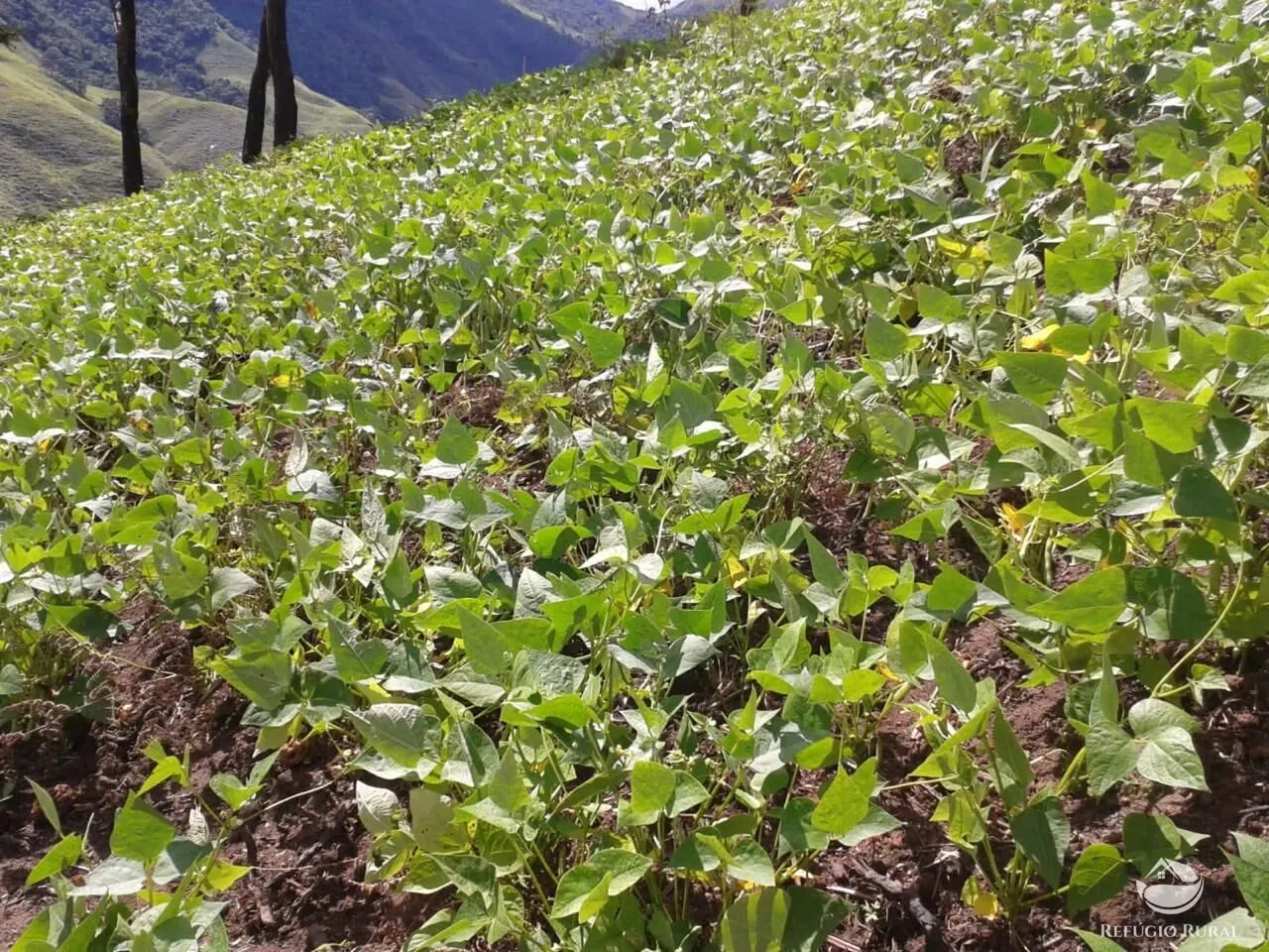 Sítio à venda de 23 ha em Silveiras, SP, Brasil