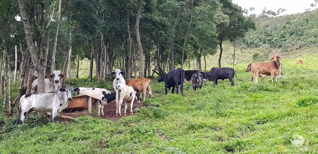 Sítio à venda de 23 ha em Silveiras, SP, Brasil