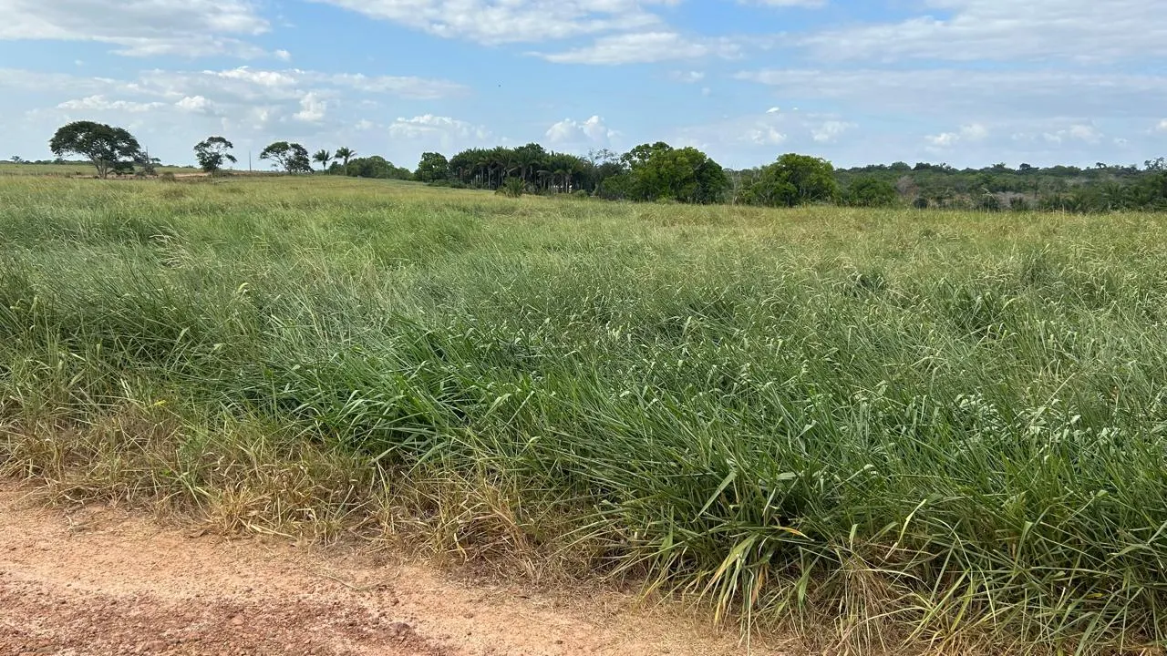 Fazenda à venda de 700 ha em Cantá, RR, Brasil
