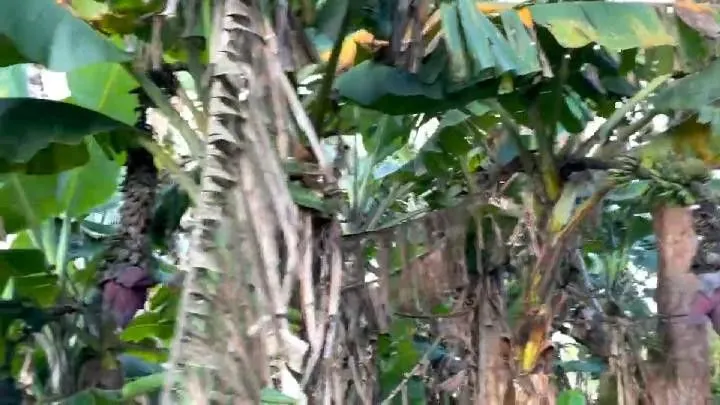 Country home for sale of 8 acres in Parobé, RS, Brazil