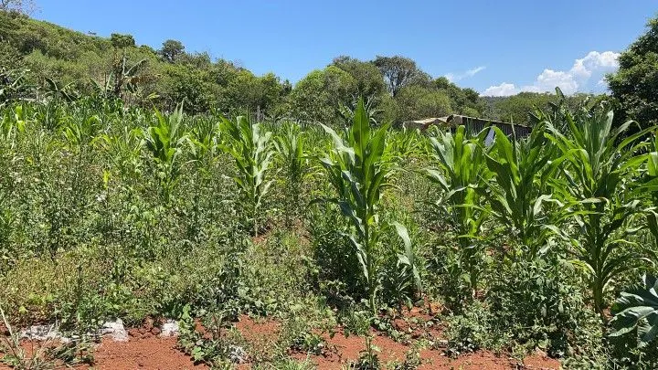 Chácara à venda de 4.300 m² em Santo Antônio da Patrulha, RS, Brasil