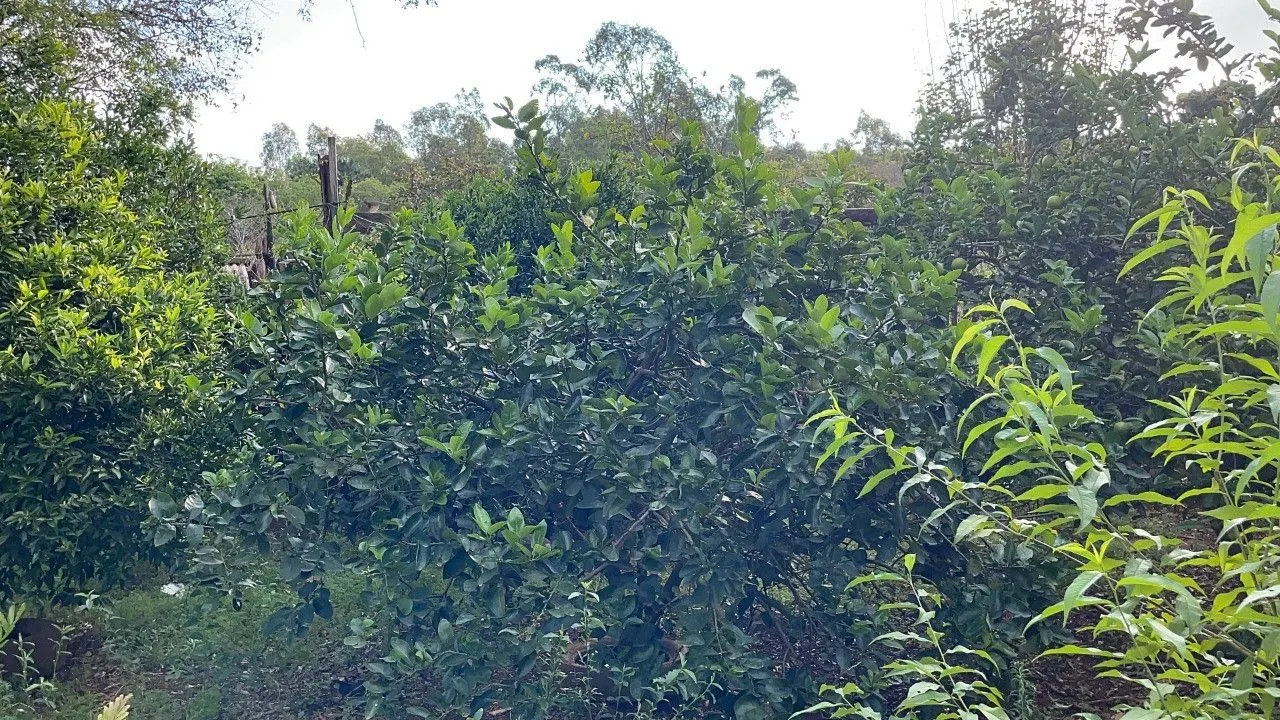 Chácara à venda de 4.300 m² em Santo Antônio da Patrulha, RS, Brasil
