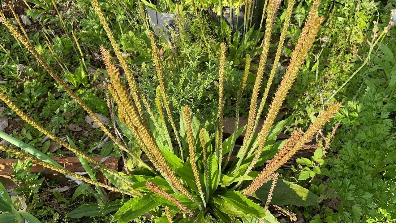 Chácara à venda de 4.300 m² em Santo Antônio da Patrulha, RS, Brasil