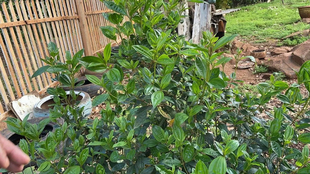 Chácara à venda de 4.300 m² em Santo Antônio da Patrulha, RS, Brasil