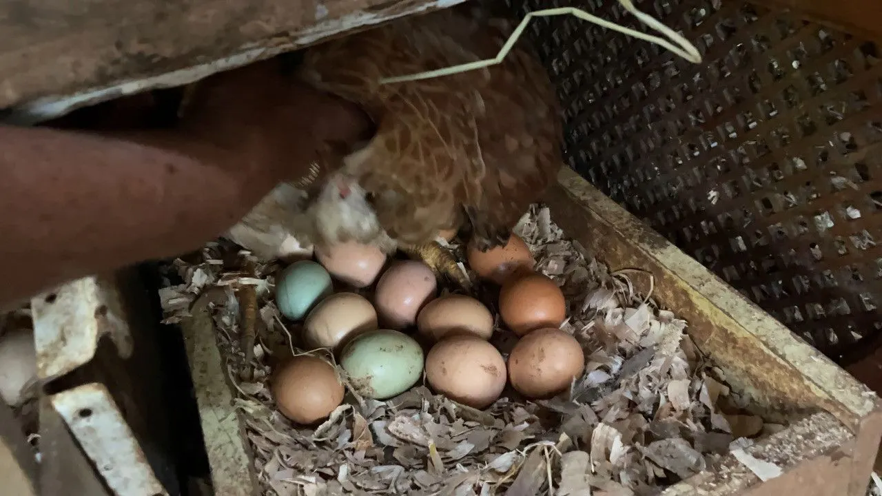 Chácara à venda de 4.300 m² em Santo Antônio da Patrulha, RS, Brasil