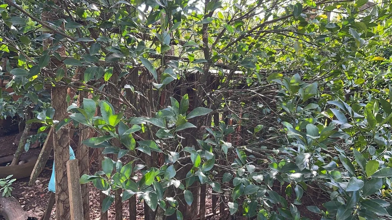 Chácara à venda de 4.300 m² em Santo Antônio da Patrulha, RS, Brasil