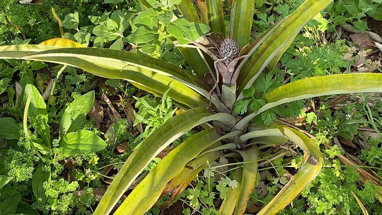 Chácara à venda de 4.300 m² em Santo Antônio da Patrulha, RS, Brasil