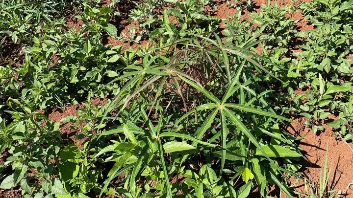 Chácara à venda de 4.300 m² em Santo Antônio da Patrulha, RS, Brasil
