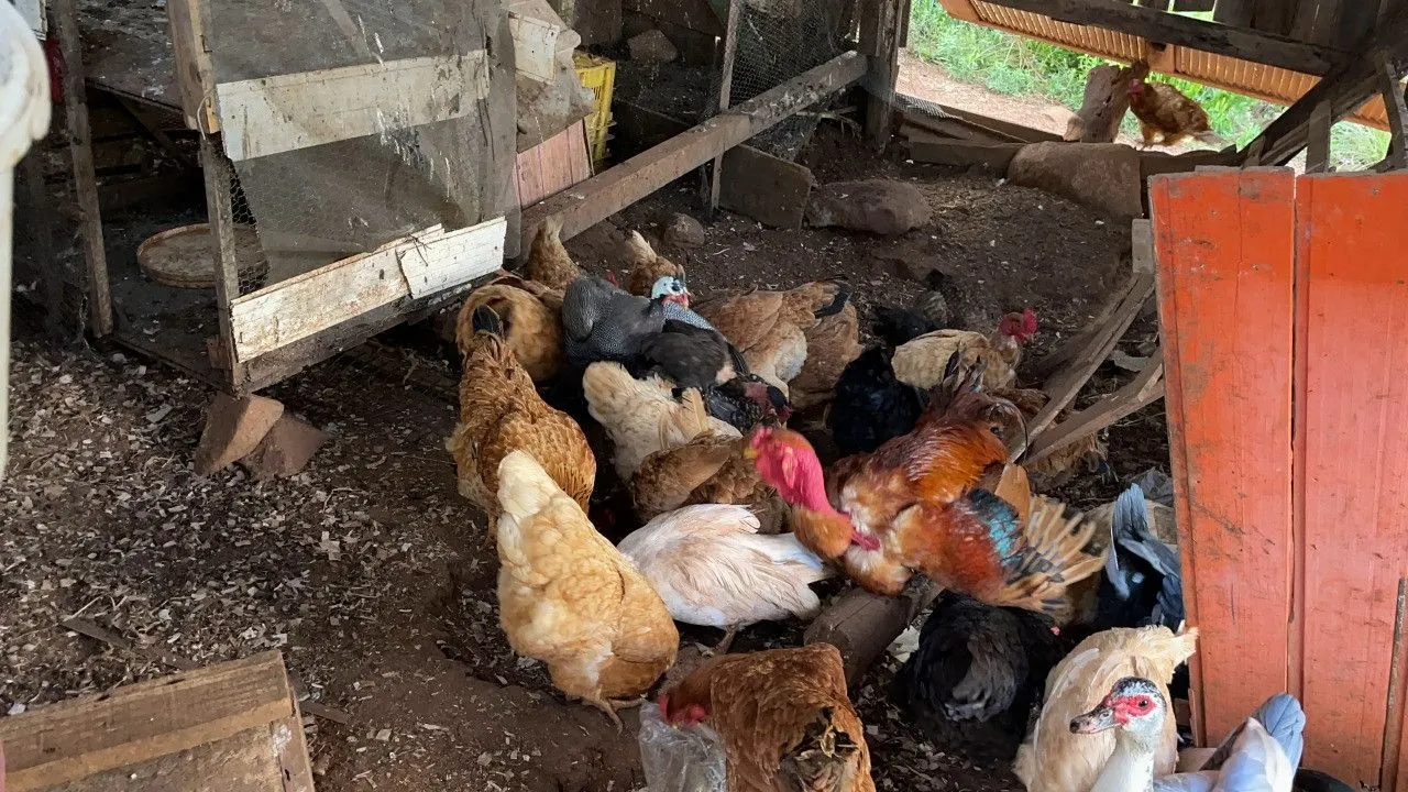 Chácara à venda de 4.300 m² em Santo Antônio da Patrulha, RS, Brasil