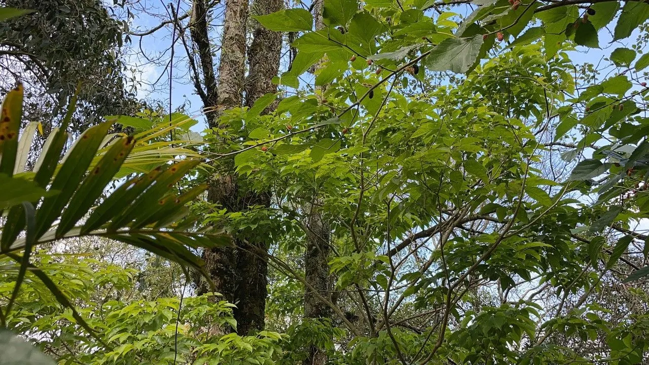 Chácara à venda de 4.300 m² em Santo Antônio da Patrulha, RS, Brasil