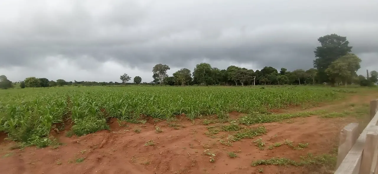 Fazenda à venda de 525 ha em Mundo Novo, GO, Brasil