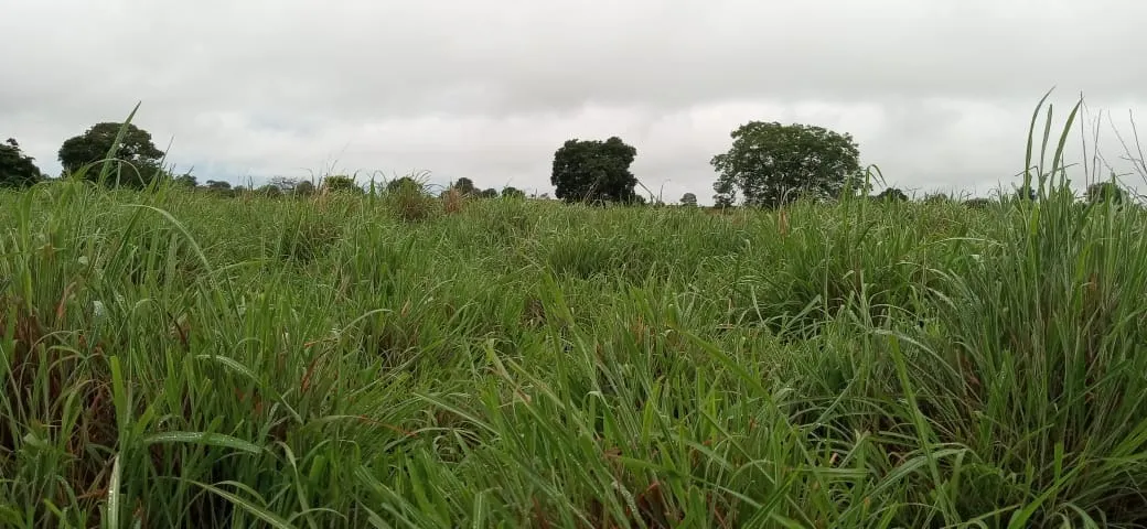 Fazenda à venda de 525 ha em Mundo Novo, GO, Brasil