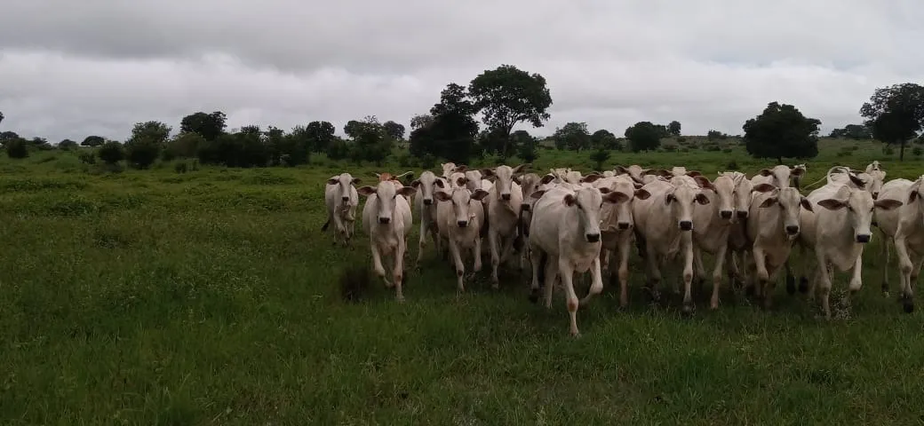 Fazenda à venda de 525 ha em Mundo Novo, GO, Brasil