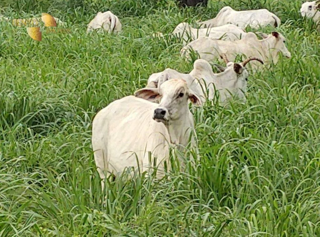 Fazenda à venda de 1.210 ha em Peixe, TO, Brasil