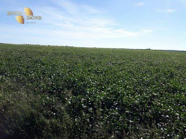 Fazenda à venda de 1.210 ha em Peixe, TO, Brasil