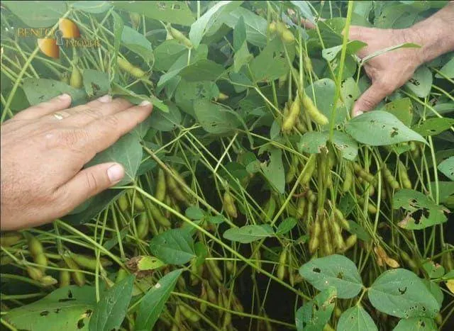 Fazenda à venda de 1.210 ha em Peixe, TO, Brasil