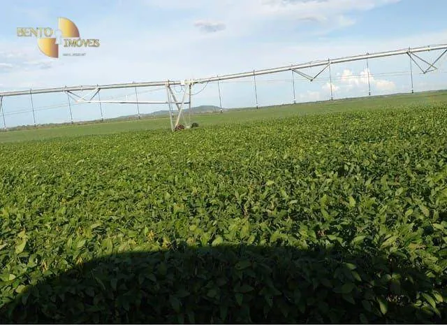 Fazenda à venda de 1.210 ha em Peixe, TO, Brasil