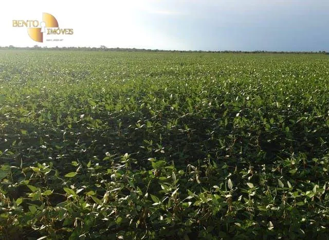 Fazenda à venda de 1.210 ha em Peixe, TO, Brasil