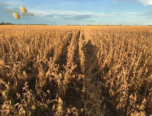 Fazenda à venda de 1.210 ha em Peixe, TO, Brasil