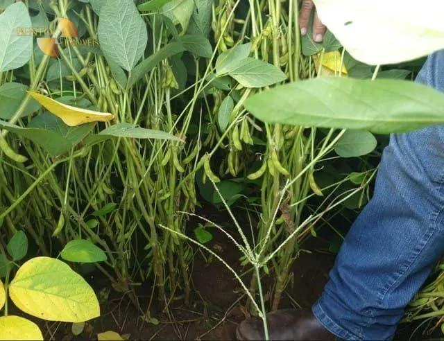 Fazenda à venda de 1.210 ha em Peixe, TO, Brasil