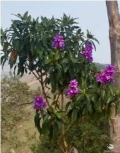 Fazenda à venda de 4.700 ha em Santa Branca, SP, Brasil