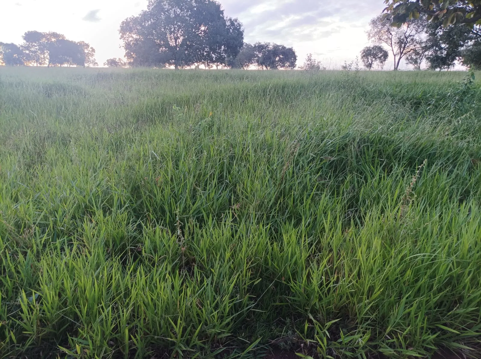 Fazenda à venda de 380 ha em Aparecida do Taboado, MS, Brasil