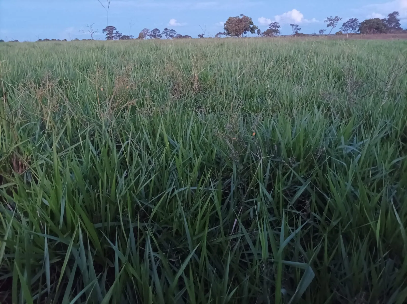 Fazenda à venda de 380 ha em Aparecida do Taboado, MS, Brasil